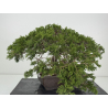 Juniperus sabina A01353 view 6