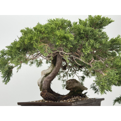 Juniperus sabina -sabina rastrera- A01353 vista 7