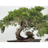 Juniperus sabina A01353 view 7
