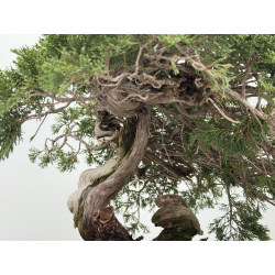 Juniperus sabina A01353 view 8
