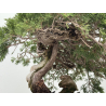 Juniperus sabina -sabina rastrera- A01353 vista 8