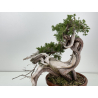 Juniperus sabina -sabina rastrera- A01356 vista 2