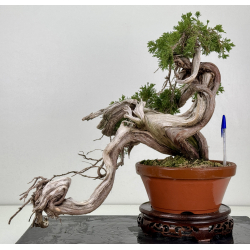 Juniperus sabina -sabina rastrera- A01356