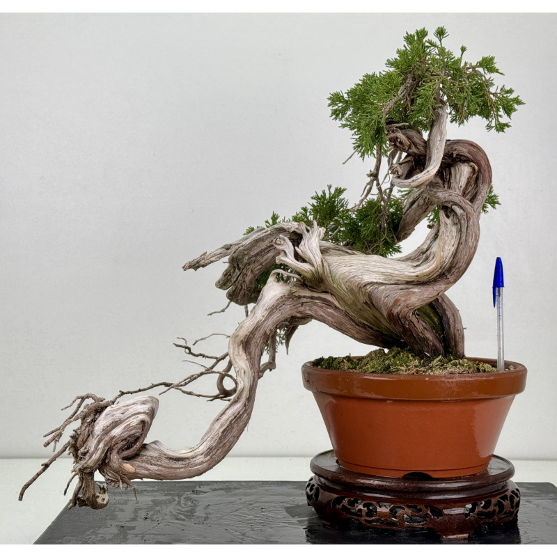 Juniperus sabina -sabina rastrera- A01356