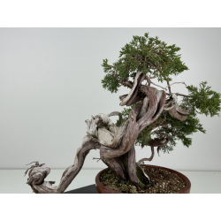 Juniperus sabina -sabina rastrera- A01356 vista 3