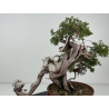 Juniperus sabina -sabina rastrera- A01356 vista 3