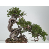 Juniperus sabina -sabina rastrera- A01356 vista 4