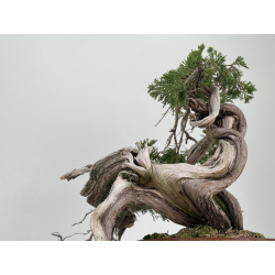 Juniperus sabina -sabina rastrera- A01356 vista 5