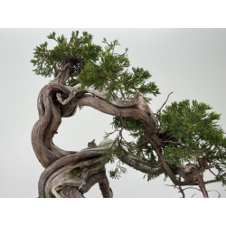 Juniperus sabina A01356 view 6