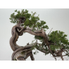 Juniperus sabina A01356 view 6