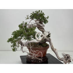Juniperus sabina -sabina rastrera- A01356 vista 7