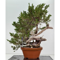 Juniperus sabina -sabina rastrera- A01389