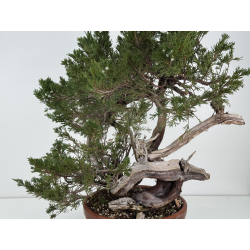 Juniperus sabina A01389 view 2