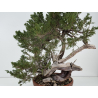 Juniperus sabina -sabina rastrera- A01389 vista 2