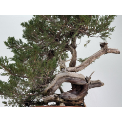 Juniperus sabina A01389 view 3