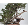 Juniperus sabina -sabina rastrera- A01389 vista 3