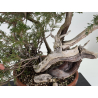 Juniperus sabina -sabina rastrera- A01389 vista 4