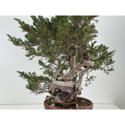 Juniperus sabina -sabina rastrera- A01389 vista 5