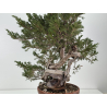 Juniperus sabina A01389 view 5