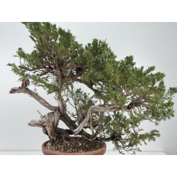 Juniperus sabina -sabina rastrera- A01389 vista 6