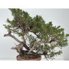 Juniperus sabina -sabina rastrera- A01389 vista 6