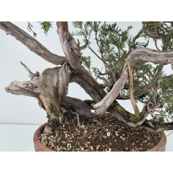 Juniperus sabina -sabina rastrera- A01389 vista 7