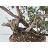 Juniperus sabina A01389 view 7