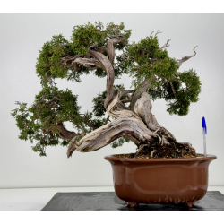 Juniperus sabina A00457