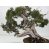 Juniperus sabina -sabina rastrera- A00457 vista 2