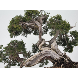 Juniperus sabina -sabina rastrera- A00457 vista 3