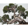Juniperus sabina -sabina rastrera- A00457 vista 3