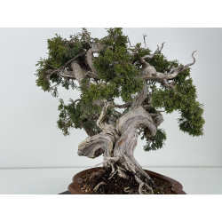 Juniperus sabina A00457 view 4