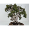 Juniperus sabina A00457 view 4