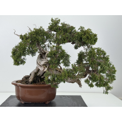 Juniperus sabina A00457 view 5