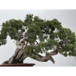 Juniperus sabina A00457 view 6