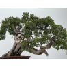 Juniperus sabina -sabina rastrera- A00457 vista 6