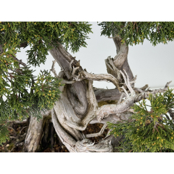 Juniperus sabina -sabina rastrera- A00457 vista 7