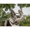 Juniperus sabina A00457 view 7