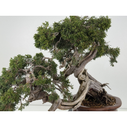 Juniperus sabina -sabina rastrera- A00457 vista 8