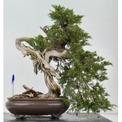 Juniperus sabina -sabina rastrera- A00921