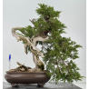 Juniperus sabina A00921