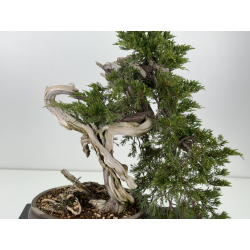 Juniperus sabina A00921 view 2