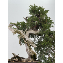 Juniperus sabina -sabina rastrera- A00921 vista 3