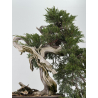 Juniperus sabina -sabina rastrera- A00921 vista 3