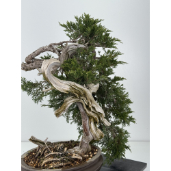 Juniperus sabina A00921 view 4
