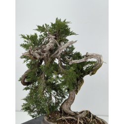 Juniperus sabina -sabina rastrera- A00921 vista 5