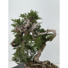 Juniperus sabina -sabina rastrera- A00921 vista 5
