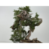 Juniperus sabina -sabina rastrera- A00921 vista 6