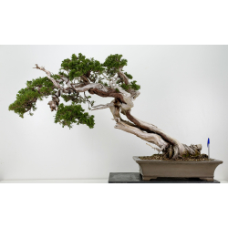 Juniperus sabina -sabina rastrera- A01399