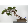 Juniperus sabina -sabina rastrera- A01399